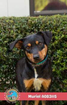 Muriel -  Black And Tan Coonhound Dog for Adoption in Mobile, Alabama - Muriel | PetCurious