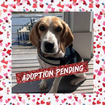 Beagle Dogs Available for Adoption - Pretzel  | PetCurious
