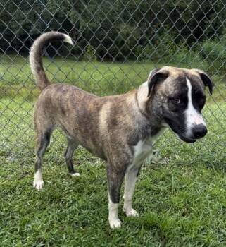Wally -  Siberian Husky and Mixed Breed Dog for Adoption in Conway, South Carolina - Wally | PetCurious