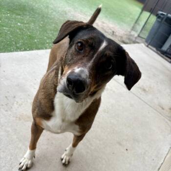 Hound and Mixed Breed Dogs Available for Adoption in Loxahatchee Groves, Florida - Twix | PetCurious