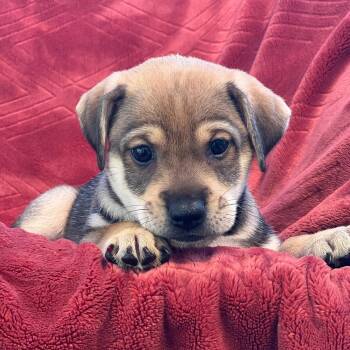 Phoenix Pup - Pinal -  Rat Terrier and Beagle Dog for Adoption in San Diego, California - Phoenix Pup - Pinal | PetCurious