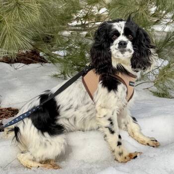 Cocker Spaniel Dogs Available for Adoption - CoCo | PetCurious