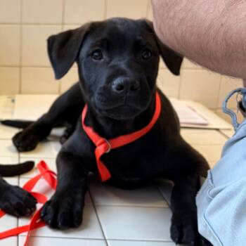 Hades -  Black Labrador Retriever and Cane Corso Dog for Adoption in Nashville, Tennessee - Hades | PetCurious