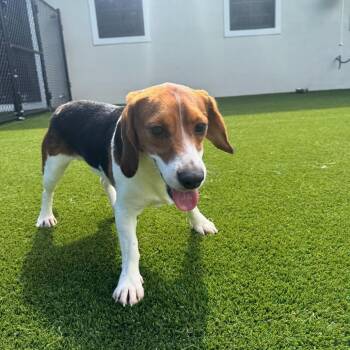 Miles 7460 -  Beagle Dog for Adoption in Loxahatchee Groves, Florida - Miles 7460 | PetCurious