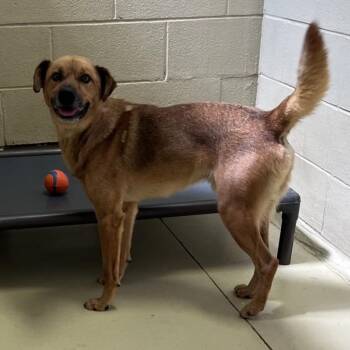 Dex -  German Shepherd Dog and Husky Dog for Adoption in Clarksville, Virginia - Dex | PetCurious