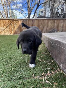 Labrador Retriever and Great Pyrenees Dogs Available for Adoption - Campolie / Vivien | PetCurious