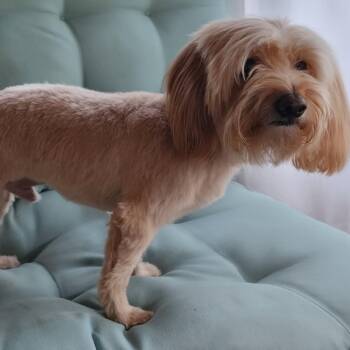 JETHRO GIBBS -  Havanese Dog for Adoption in Southaven, Mississippi - JETHRO GIBBS | PetCurious