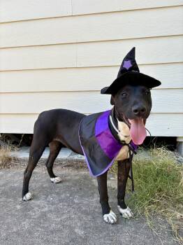 Emery- The best Hiking partner -  Greyhound and American Staffordshire Terrier Dog for Adoption in Houston, Texas - Emery- The Best Hiking Partner | PetCurious