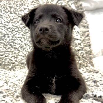 Strawberry -  Mixed Breed Dog for Adoption in Park City, Utah - Strawberry | PetCurious