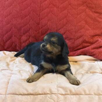 Sweet Lulu -  Mixed Breed and Dachshund Dog for Adoption in South Riding, Virginia - Sweet Lulu | PetCurious