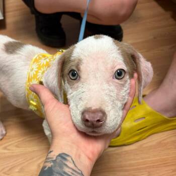 Danny -  Hound and Labrador Retriever Dog for Adoption in Webster, Texas - Danny | PetCurious