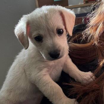 Chihuahua and Labrador Retriever Dogs Available for Adoption - Bandit | PetCurious