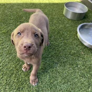 Colby AKA Oliver 7049 -  Mixed Breed Dog for Adoption in Loxahatchee Groves, Florida - Colby AKA Oliver 7049 | PetCurious