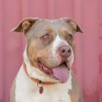 Pit Bull Terrier Dogs Available for Adoption - Sabrina | PetCurious