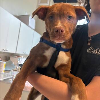 Mixed Breed Dogs Available for Adoption - Enzo | PetCurious