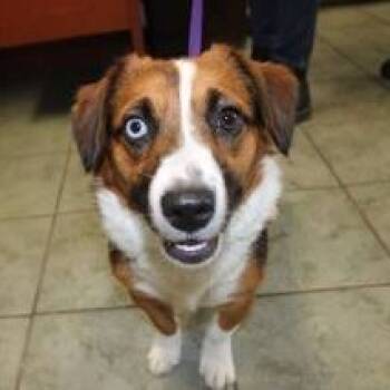 Rescue Corgi and Australian Shepherd Dogs for Adoption in Brock, Texas - Kayla | PetCurious