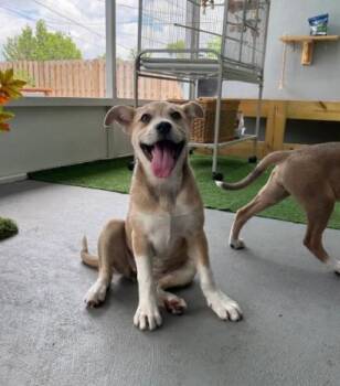 Shepherd Dogs Available for Adoption in Tallahassee, Florida - Peach | PetCurious