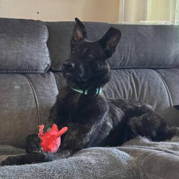 Ripley -  Dutch Shepherd Dog for Adoption in Blacksburg, Virginia - Ripley | PetCurious