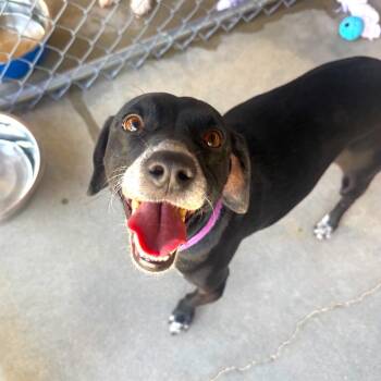 BEAN -  Chihuahua and Hound Dog for Adoption in Joshua Tree, California - BEAN | PetCurious
