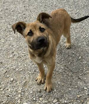 German Shepherd Dog Dogs Available for Adoption in Evansville, Indiana - Raleigh | PetCurious