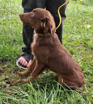 Rudy -  Australian Shepherd and Dachshund Dog for Adoption in Mcconnelsville, Ohio - Rudy | PetCurious