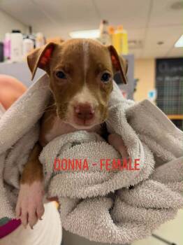 Donna -  Pit Bull Terrier Dog for Adoption in Carmel Hamlet, New York - Donna | PetCurious