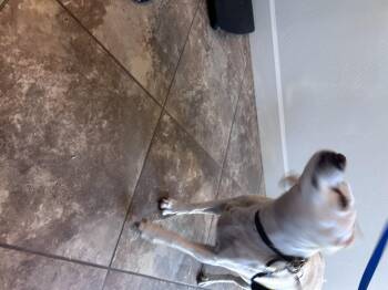 Sky -  Labrador Retriever Dog for Adoption in Hurricane, Utah - Sky | PetCurious