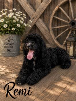 Remi -  Bernedoodle Dog for Sale in Lone Grove, Oklahoma - Remi | PetCurious