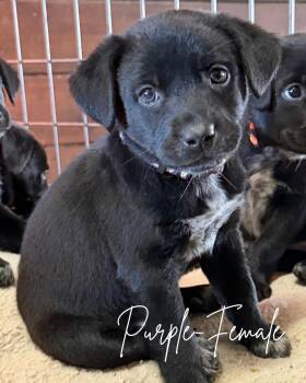 Patsy -  Black Labrador Retriever and Australian Cattle Dog Blue Heeler Dog for Adoption in Herald, California - Patsy | PetCurious