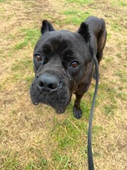 London -  Cane Corso Dog for Adoption in Cleveland, Ohio - London | PetCurious