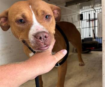 APPLEBEE -  Pit Bull Terrier and Mixed Breed Dog for Adoption - APPLEBEE | PetCurious
