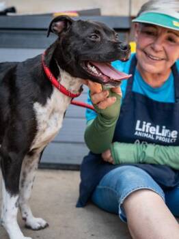 Mixed Breed Dogs Available for Adoption in Chamblee, Georgia - Branwen-IN FOSTER | PetCurious