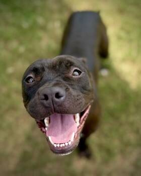 Mighty B -  Mixed Breed Dog for Adoption in Atlanta, Georgia - Mighty B | PetCurious