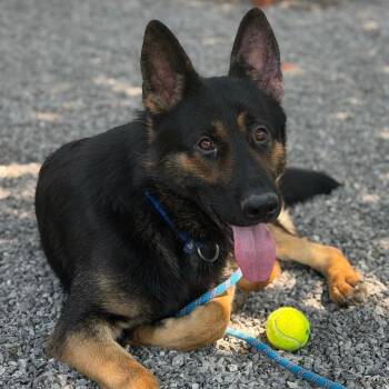 Dissel -  Mixed Breed Dog for Adoption in Asheville, North Carolina - Dissel | PetCurious