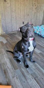 Rescue Pit Bull Terrier Dogs for Adoption in Groveland, Massachusetts - Ollie | PetCurious