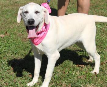GiGi (Spayed) (Photos October 1st 2026) -  Yellow Labrador Retriever Dog for Adoption in Marietta, Ohio - GiGi (Spayed) (Photos October 1st 2026) | PetCurious