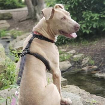 Rescue Weimaraner Dogs for Adoption in Middletown, Ohio - Nibs | PetCurious