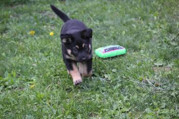 Azriel -  German Shepherd Dog Dog for Adoption in Hayward, Wisconsin - Azriel | PetCurious