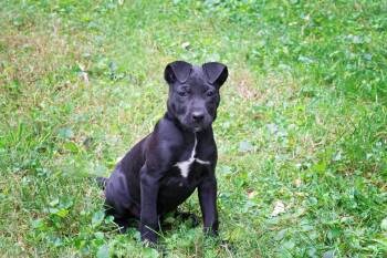 Henry -  Pit Bull Terrier Dog for Adoption in Salisbury, Maryland - Henry | PetCurious