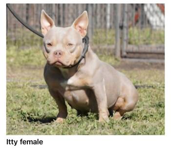 Itty -  Bulldog Dog for Adoption in Blue Springs, Missouri - Itty | PetCurious