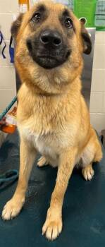 German Shepherd Dog and Mixed Breed Dogs Available for Adoption in Mobile, Alabama - JANE | PetCurious