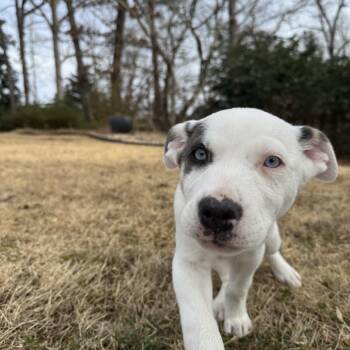 Husky and American Staffordshire Terrier Dogs Available for Adoption - Muffin | PetCurious