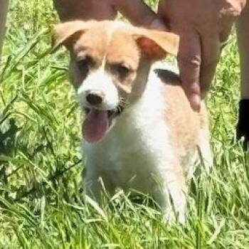 Mixed Breed Dogs Available for Adoption in Quitman, Texas - EMERALD | PetCurious