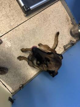 Belgian Shepherd Malinois Dogs Available for Adoption in Parrish, Florida - Axel | PetCurious