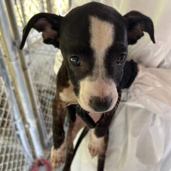 (Found) Wren -  Pit Bull Terrier and Mixed Breed Dog for Adoption in Cabot, Arkansas - (Found) Wren | PetCurious