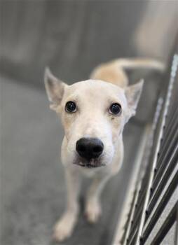 PUNKA -  Mixed Breed Dog for Adoption in Dallas, Texas - PUNKA | PetCurious