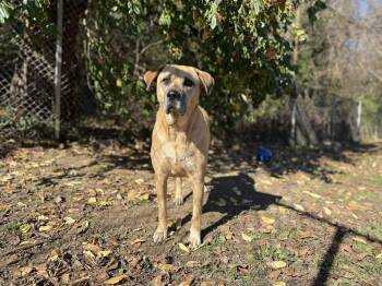 Rescue Mixed Breed Dogs for Adoption in Leitchfield, Kentucky - King | PetCurious