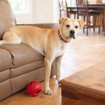 Breaker -  Great Dane Dog for Adoption in Seguin, Texas - Breaker | PetCurious