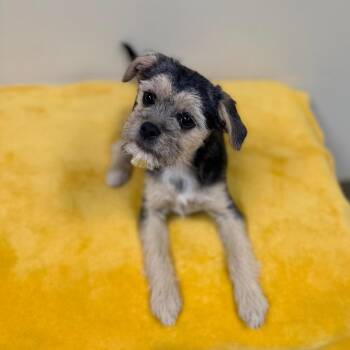 Terrier Dogs Available for Adoption in Greensburg, Pennsylvania - Evy | PetCurious
