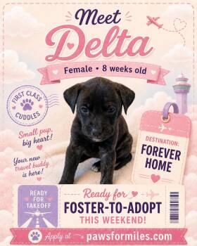 Labrador Retriever Dogs Available for Adoption in Loveland, Ohio - Delta | PetCurious